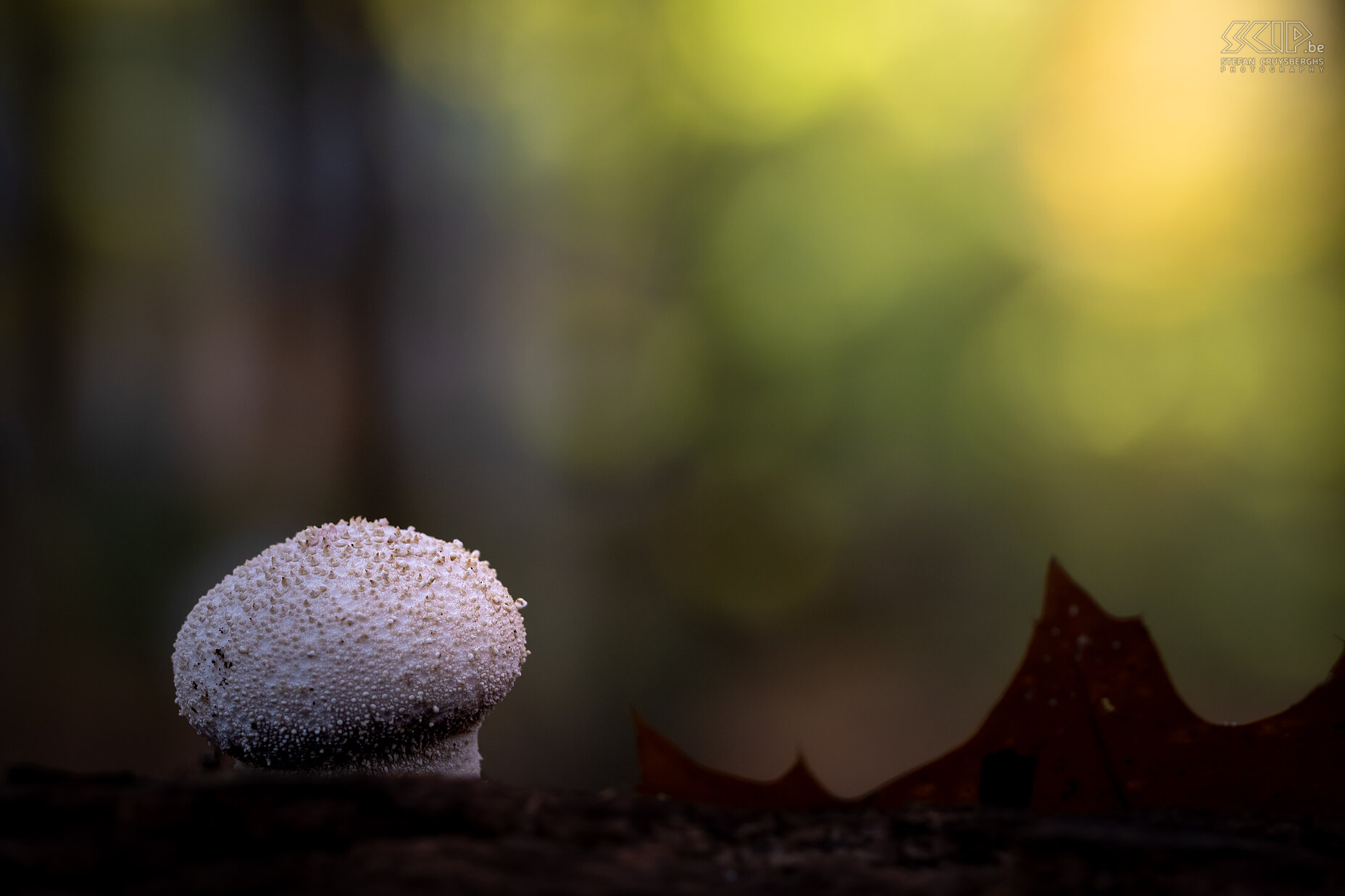 Paddenstoelen - Parelstuifzwam Deze herfst duiken er weer zeer veel prachtige paddenstoelen en zwammen op in onze bossen en tuinen Stefan Cruysberghs